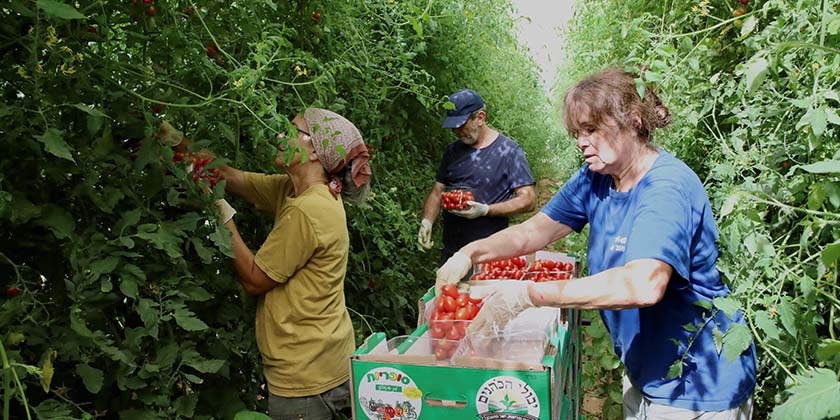 А вы помните, что когда-то Израиль экспортировал помидоры?