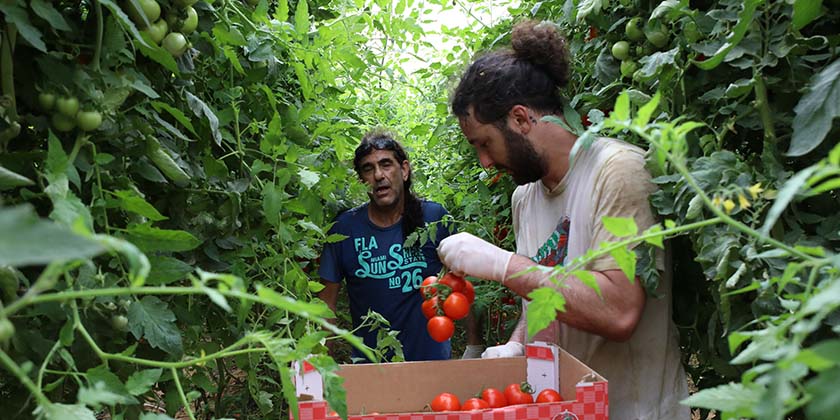 Отчет: война увеличила потери продовольствия в Израиле еще на 1,6 млрд шекелей