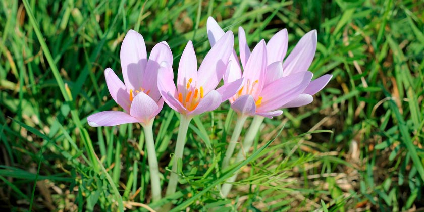«Жизнь появилась там, где недавно была только смерть»: на месте фестиваля «Нова» расцвели безвременники