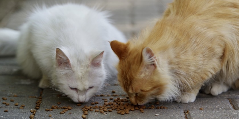 В Назарете мужчина убил котёнка за то, что тот мяукал и мешал ему изучать Новый Завет