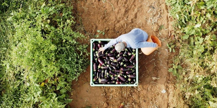 23 миллиарда шекелей в мусорку: опубликован отчет о продовольственных потерях в Израиле