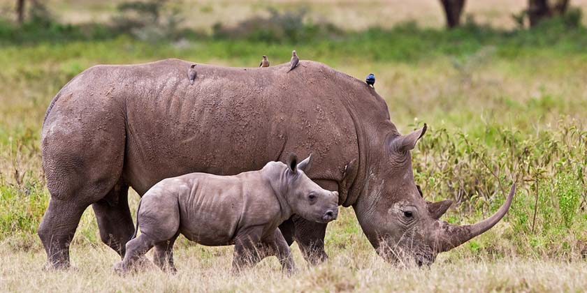 В сафари-парке в Рамат-Гане носорог напал на машину с посетителями (фото)