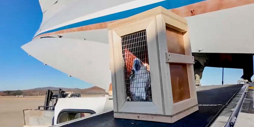 Путин подарил Северной Корее африканского льва, бурых медведей и какаду