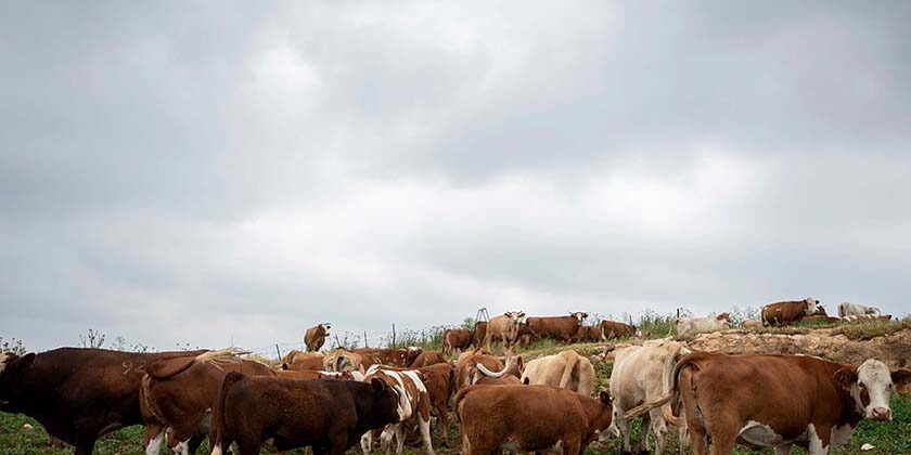 В Галилее выявили бешеную корову, контактировавшего с ней человека лечат