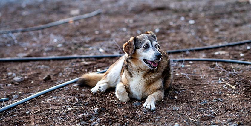 Коровы забредают в Кирьят-Шмону в поисках еды, а кошки ждут уехавших хозяев