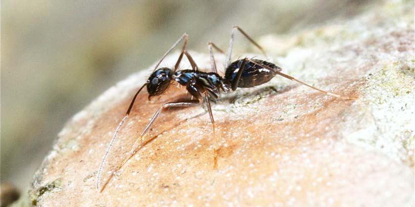 Умнее ли человек, чем муравей? Израильские исследователи нашли ответ