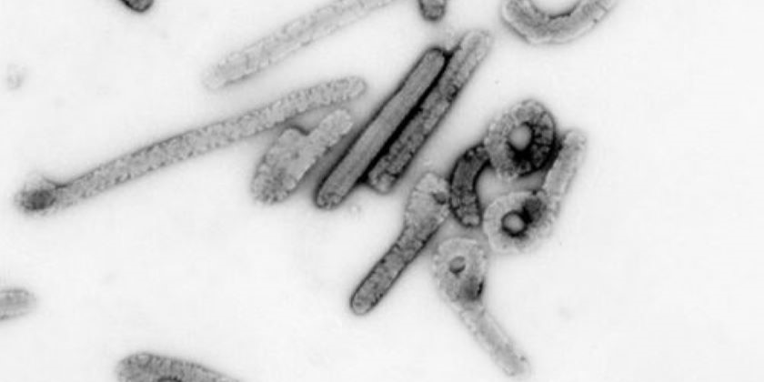 ВОЗ предупреждает о страшной болезни, вызывающей сильное кровотечение и смерть