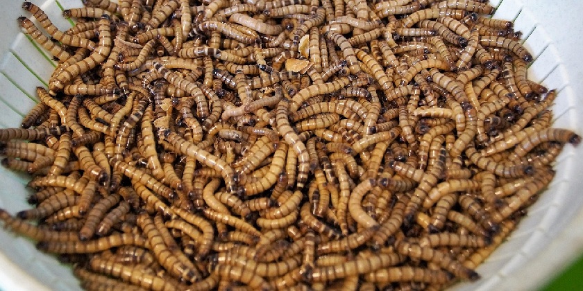 В Европе разрешили использовать порошок из личинок мучного червя при производстве хлеба