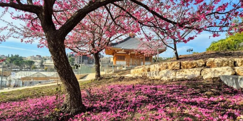 В Ботаническом саду Иерусалима расцвела сакура