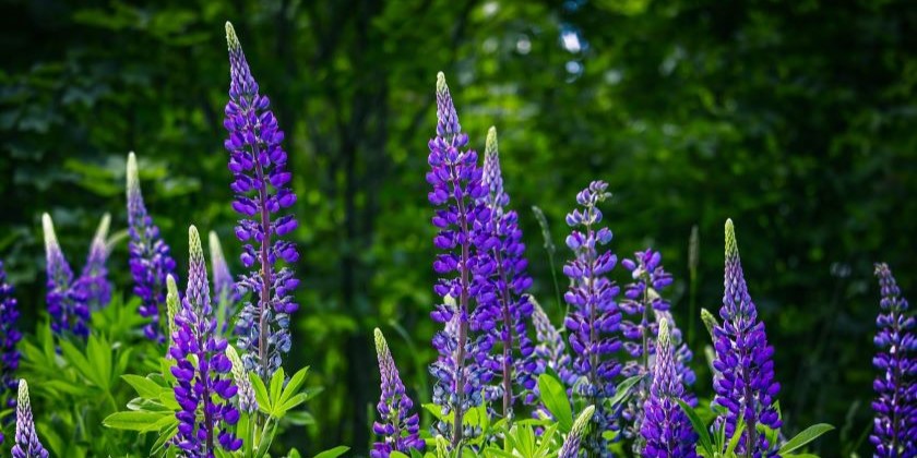 В Израиле пройдет первый в своем роде фестиваль люпинов