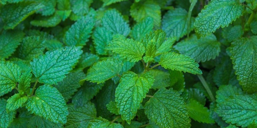 Новое исследование нашло натуральное решение проблем со сном