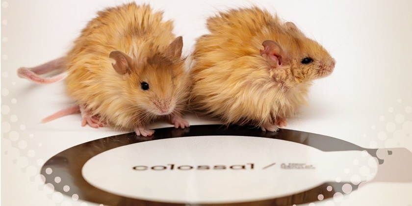 В США вырастили мышей с шерстью мамонтов, на очереди слоны