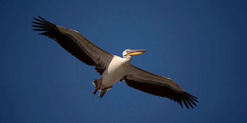 Гигантские стаи пеликанов пролетают над Израилем