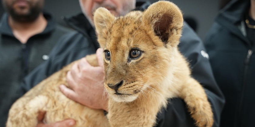 Третьего подряд львенка спасли из бедуинской деревни