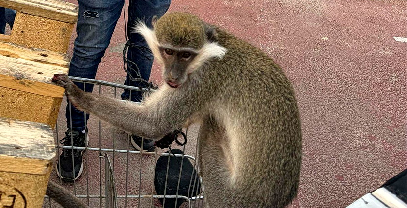 В бедуинском поселке возле Димоны нашли еще одну обезьяну