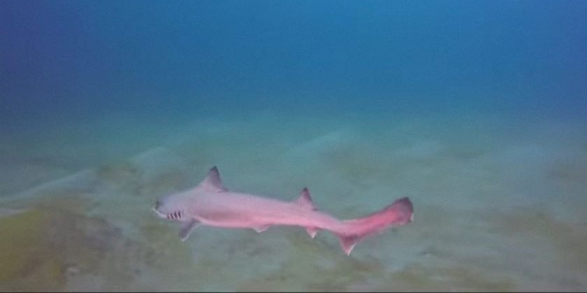 В Эйлате обнаружили очень редкую акулу