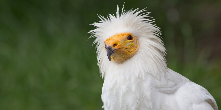 Турбины на Голанах убили одну из самых редких птиц в стране