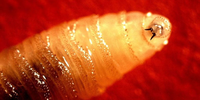 В США выявлен первый случай заражения человека плотоядным паразитом