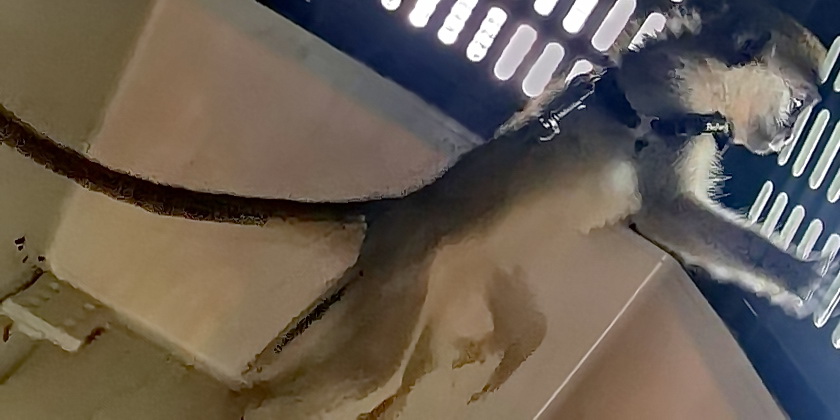 На кухне в мошаве Нехора нашли зеленую мартышку. Хозяин задержан