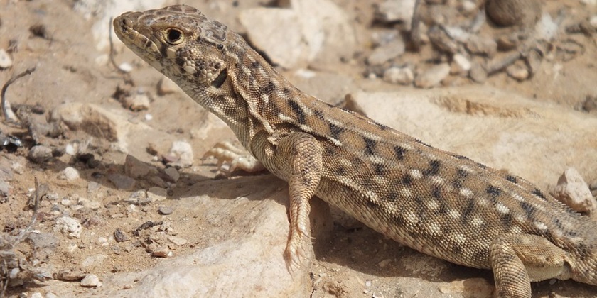 40% израильских рептилий под угрозой вымирания