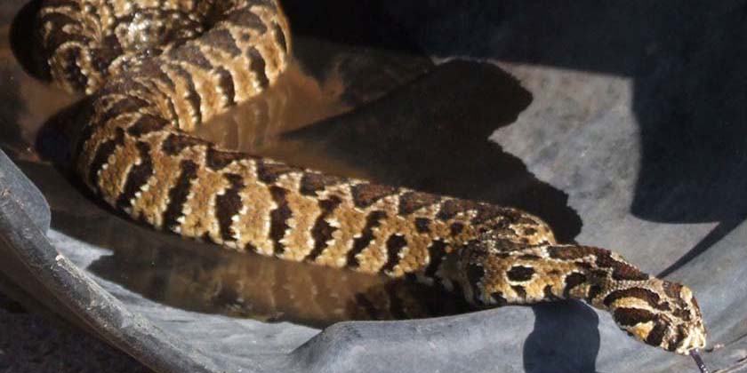 Израильские змеи, насколько они опасны?