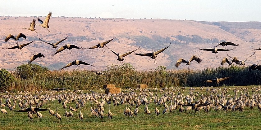 Сотни тысяч перелетных птиц из Европы пролетают через Израиль – фото и видео