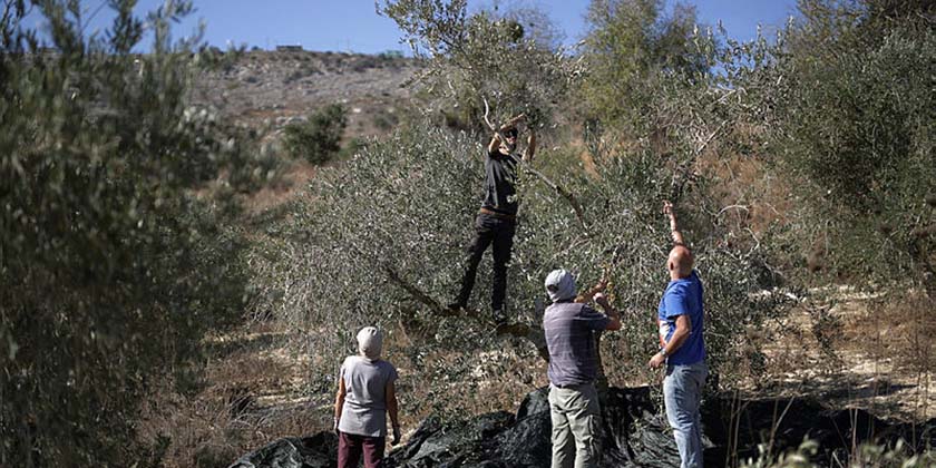 Двум еврейским женщинам из США грозит депортация из Израиля за участие в сборе урожая оливок на Западном берегу