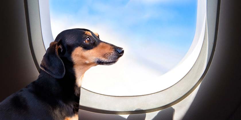 Суд ЕС: потерянная собака — это багаж, а не пассажир