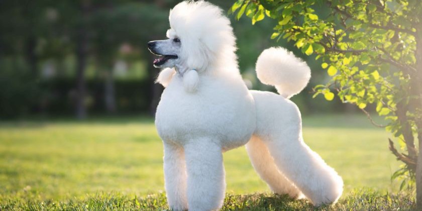 Как правильно кормить пуделя