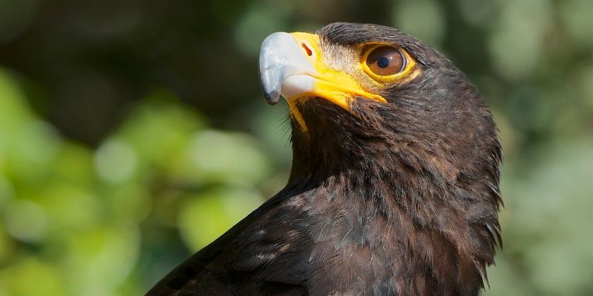В Эйлат прилетел редкий черный орел