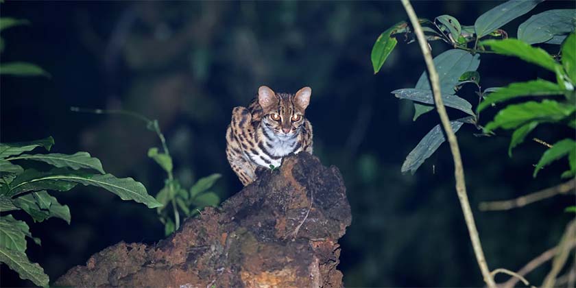 У древних китайцев были особые кошки, не наши