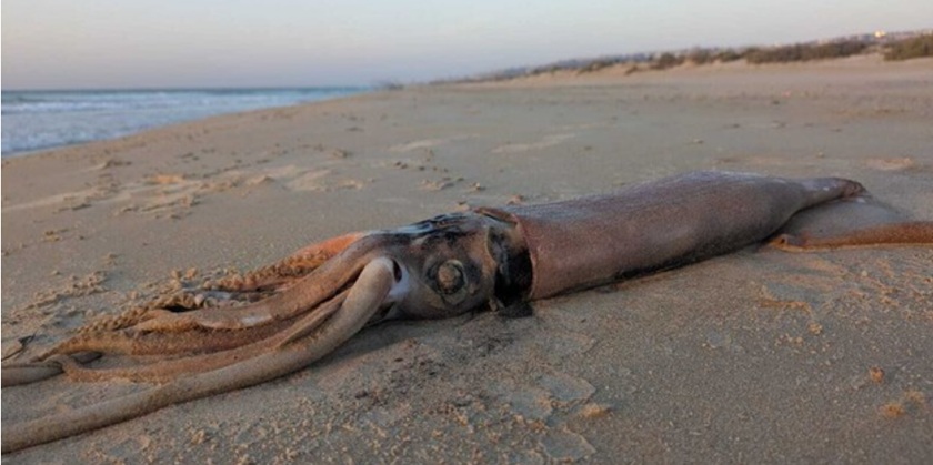 На берег рядом с Хайфой выбросило гигантского кальмара