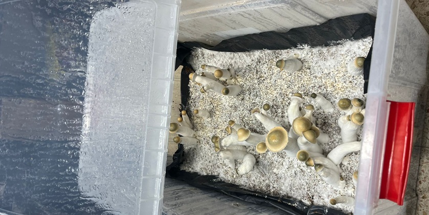 Израильтяне заказывают наркотики за границей с доставкой по почте