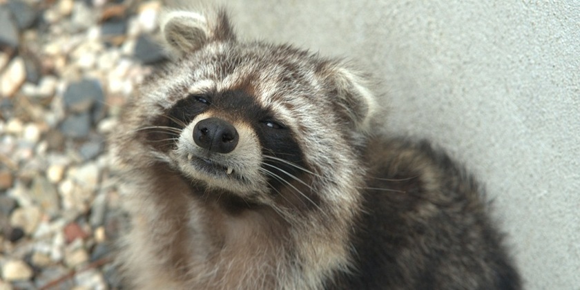 В США пьяный енот устроил дебош в винном магазине - фото