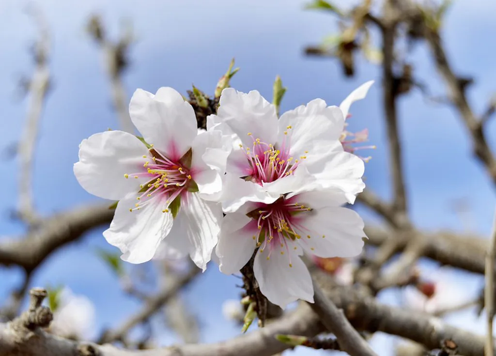 Выходные в бело-розовых тонах: фестиваль цветения миндаля в Израиле