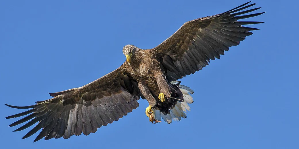 Для поиска тел убитых 7 октября ЦАХАЛ использует хищных птиц