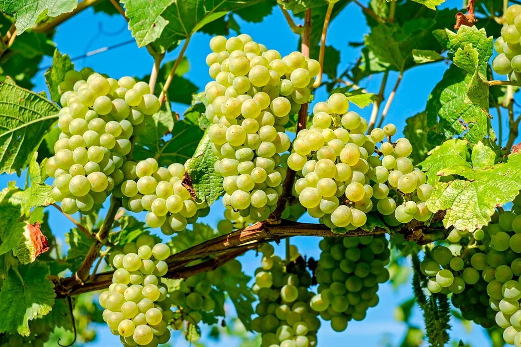 Фрукты из мошава? «Анвей Тали» заморозила импорт винограда из ЮАР