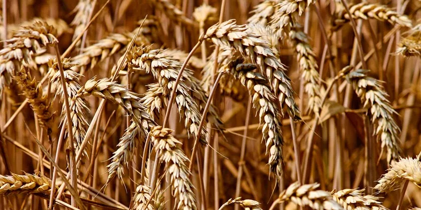 Страны ЕС сокращают закупки зерна в Украине