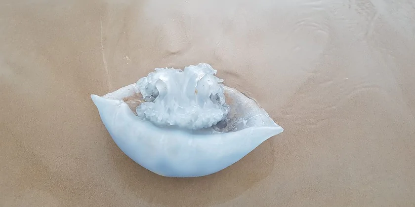 Ситуация с медузами: на каких пляжах невозможно купаться?