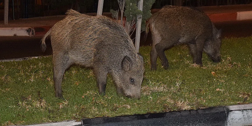Водитель квадроцикла получил тяжелые травмы, врезавшись в кабана