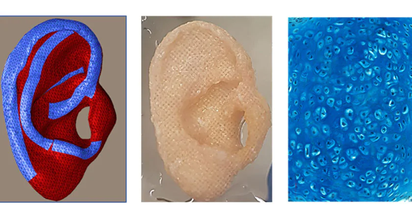 Израильским исследователям удалось создать «искусственное» ухо