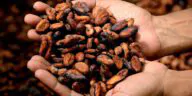 Израильская разработка разрешит мировой кризис какао?