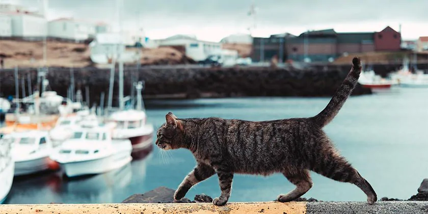 В Сингапуре запустили морские круизы для кошек и их хозяев