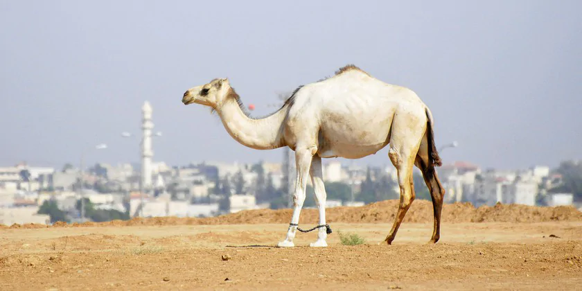 Эмираты помогут построить трассу для верблюжьих гонок в Негеве