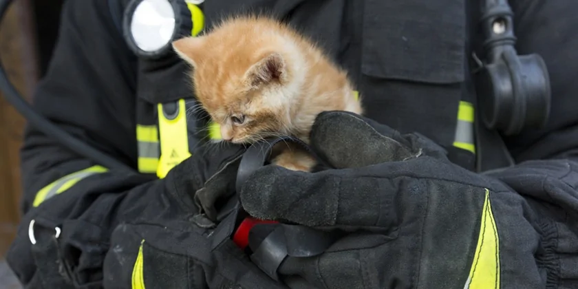 Пожарные Хайфы спасли из огня 11 кошек